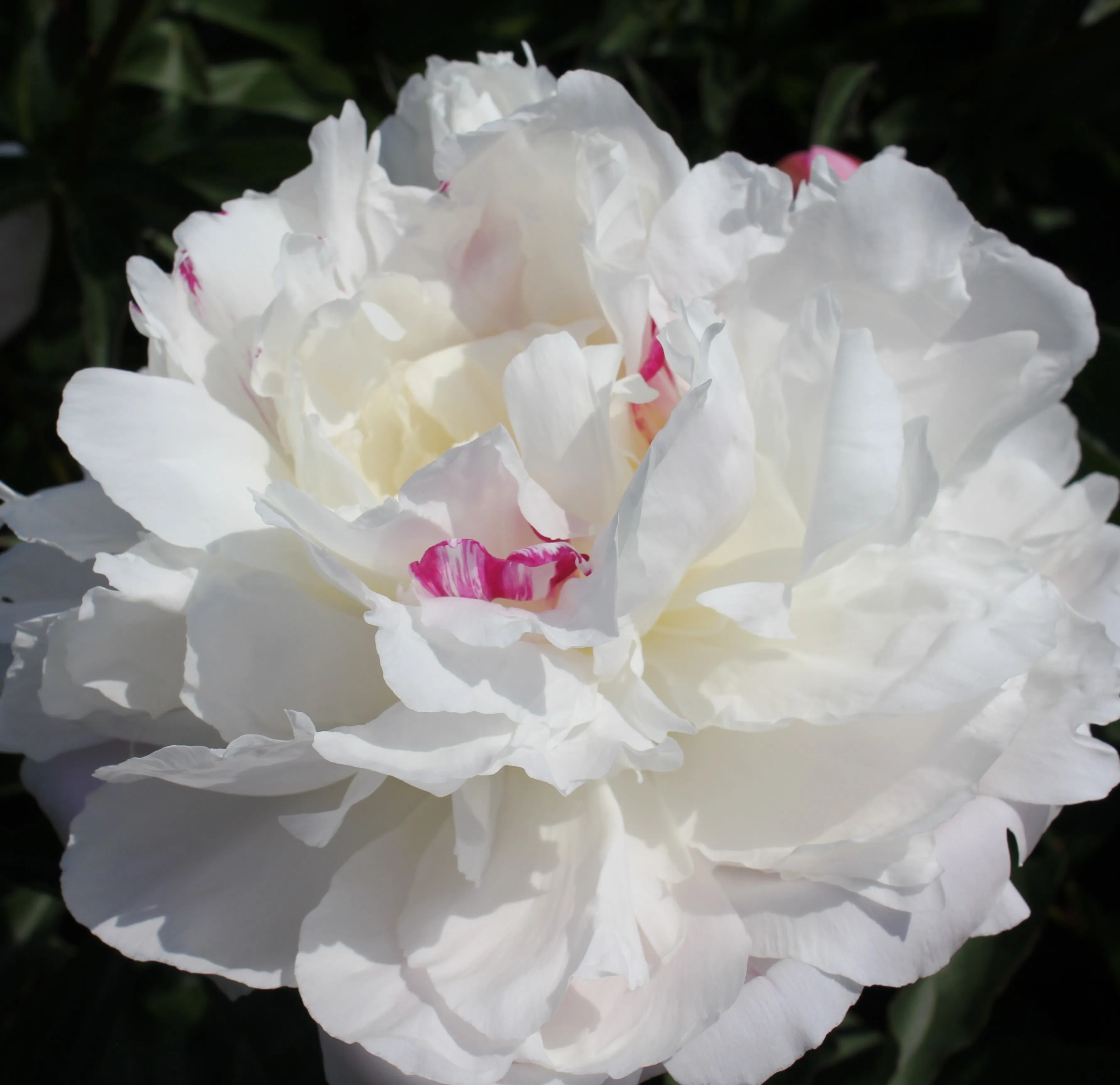 Paeonia Shirley Temple #2